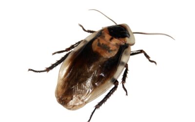 What Attracts Roaches in Florida?