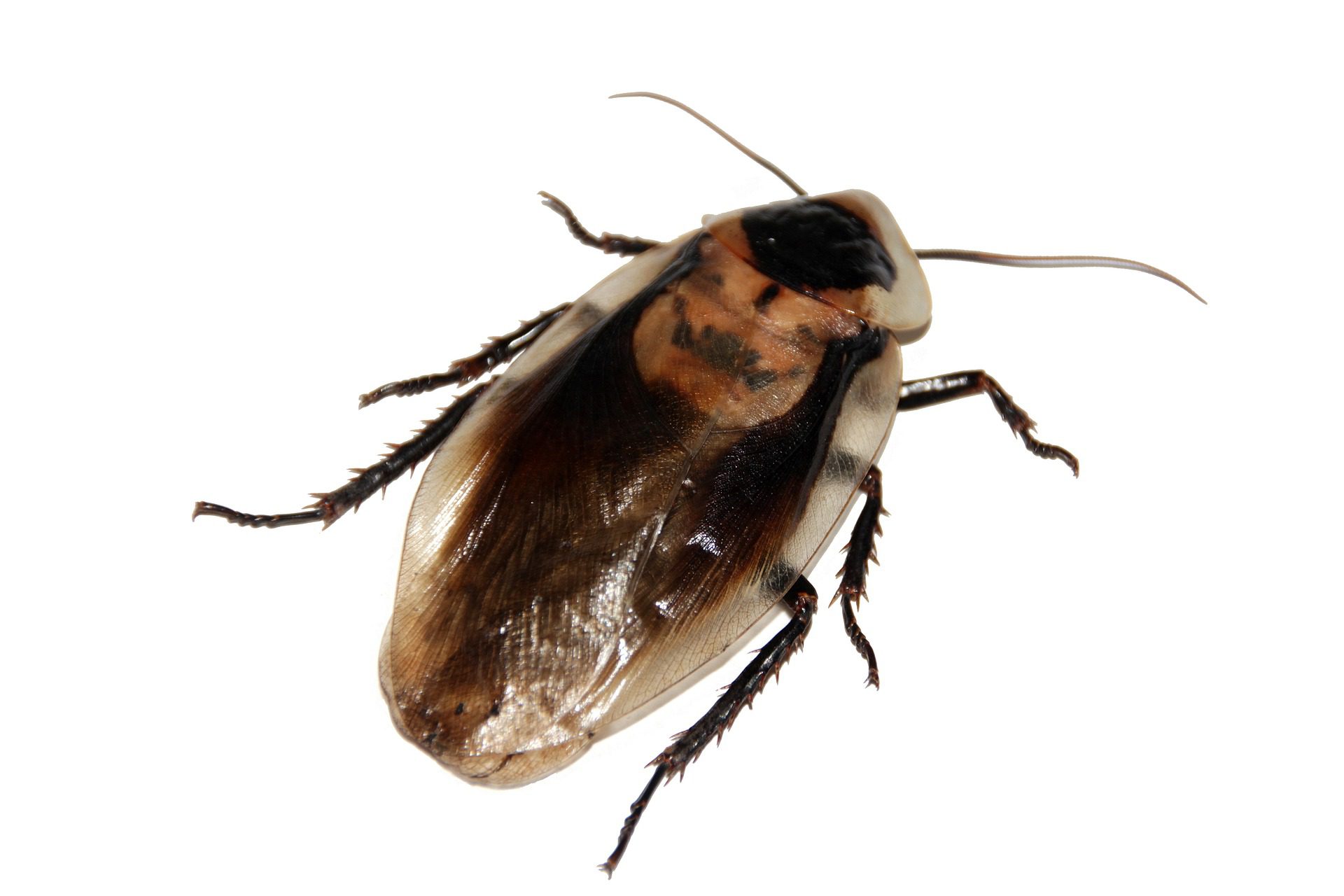 cockroach-gbe24c3358_1920