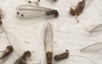 How Do You Know If You Have Termites in Your House?