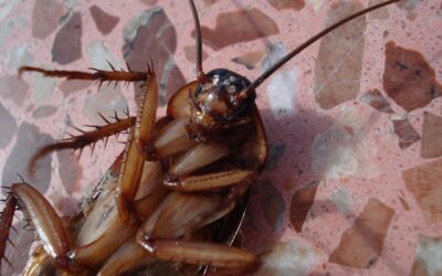 Is it Normal to See Cockroaches in Florida?