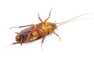 Is There a Roach Season in Florida?