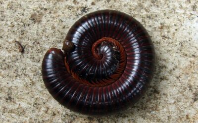 Millipedes in Your Florida Home? Here’s What You Need to Know